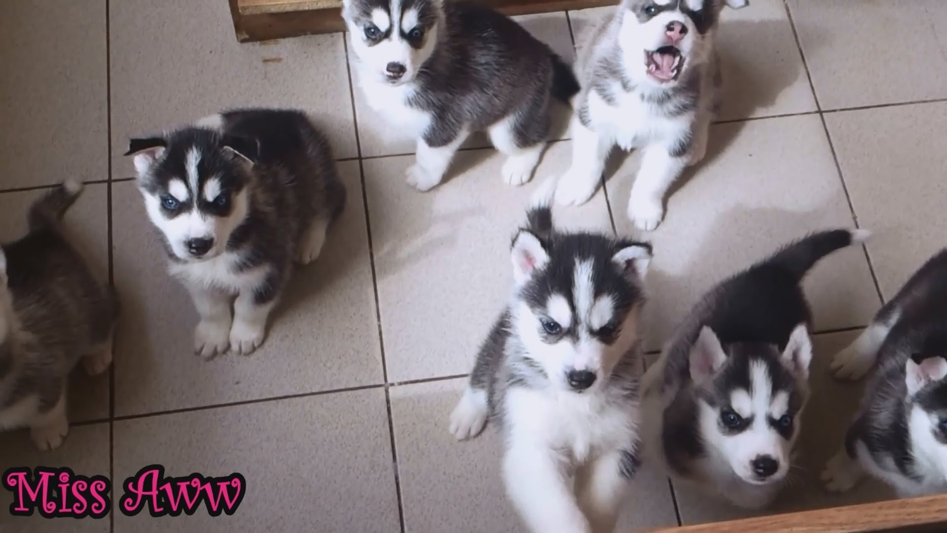 Sounds That Will Make Your Dogs Howl Sounds That Will Make Your Dogs Howl