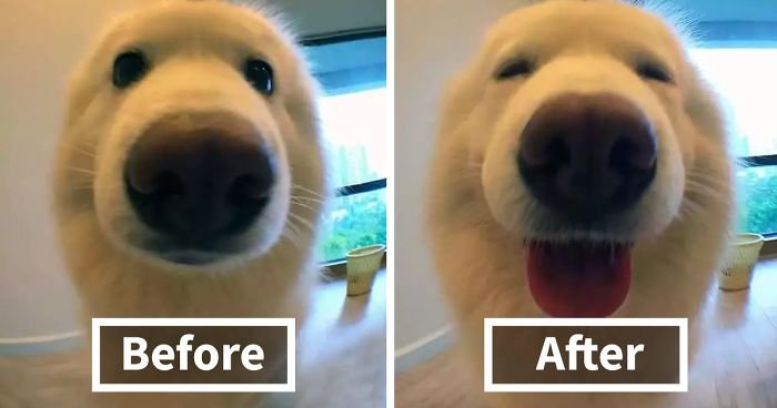 before after called good boy fb  700 png.jpg?resize=648,365 - When Animals Being Called A Good Boy...