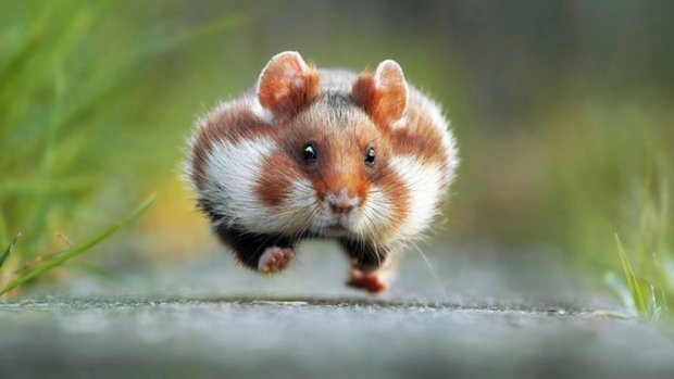 comedy wildlife photography awards julian rad hamster 1st price dec 2015.jpg?resize=412,232 - Les photos d'animaux les plus drôles de 2015
