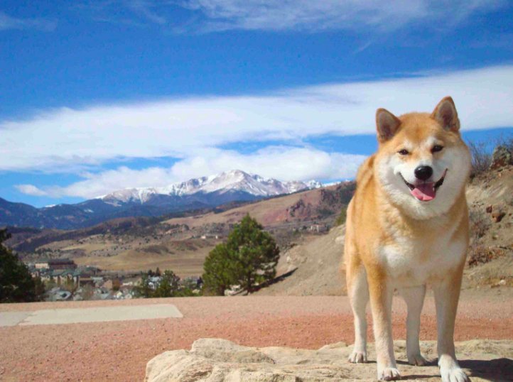 実は海外の反応も絶好調の可愛い柴犬 Hachibachi