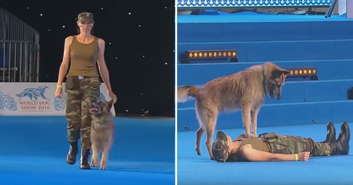 ec8db8eb84ac 21.jpg?resize=1200,630 - Talented Canine 'Performs CPR' On His Owner During Astonishing Military-Themed Routine