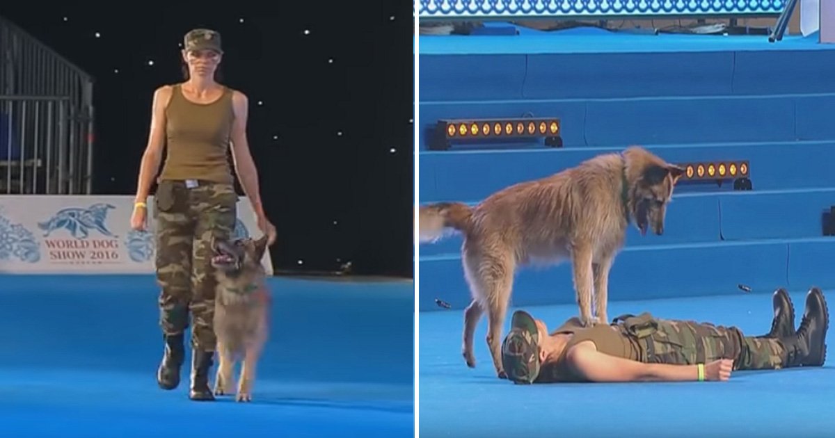 ec8db8eb84ac 21.jpg?resize=412,275 - Talented Canine 'Performs CPR' On His Owner During Astonishing Military-Themed Routine