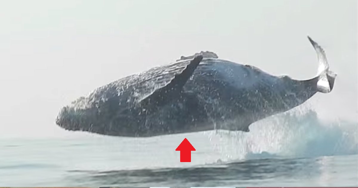 eca09cebaaa9 ec9786ec9d8c 133.png?resize=1200,630 - Man Filmed The Rarest Moment A 40 Ton Humpback Whale Leapt Completely Out of Water!
