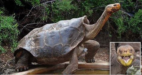 ecbaa1ecb298 15.png?resize=412,232 - Sex-Addicted Galapagos Tortoise Has Saved His Species From Extinction