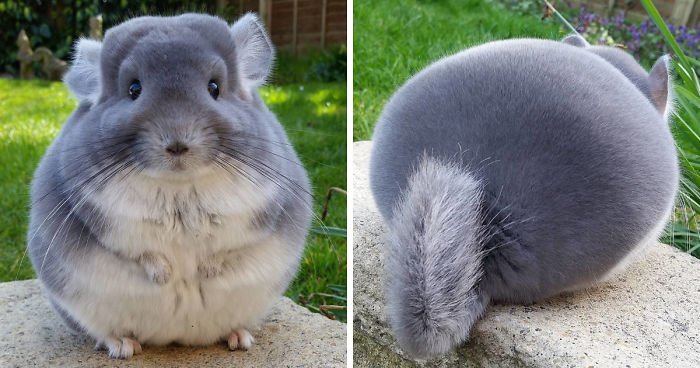 fb image 58ad891264997  700.jpg?resize=412,275 - Chinchillas With Perfectly Round and Fluffy Butts