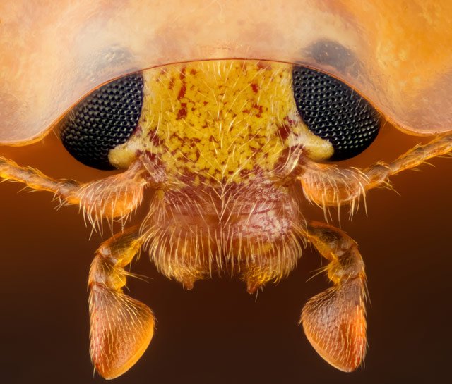 geir-drange-ladybug-15