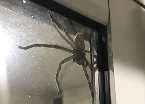 giant spider huntsman aragog lauren ansell queensland 4.jpg?resize=412,232 - A Giant Spider Is Spotted In Couple's House And Everyone Is Telling To Burn Their House