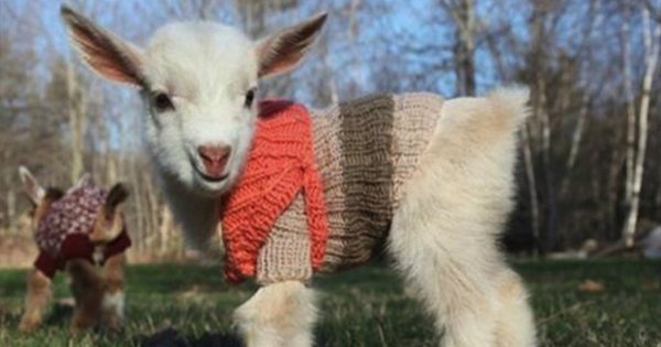 goat.png?resize=412,275 - Baby Goats In Tiny Sweaters: The Most Heart-Melting In The World