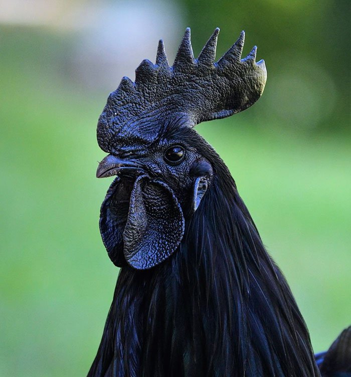 goth black chicken ayam cemani 20.jpg?resize=412,232 - This Rare “Goth Chicken” Is 100%, Not Just Its Outside But Its Inside As Well!