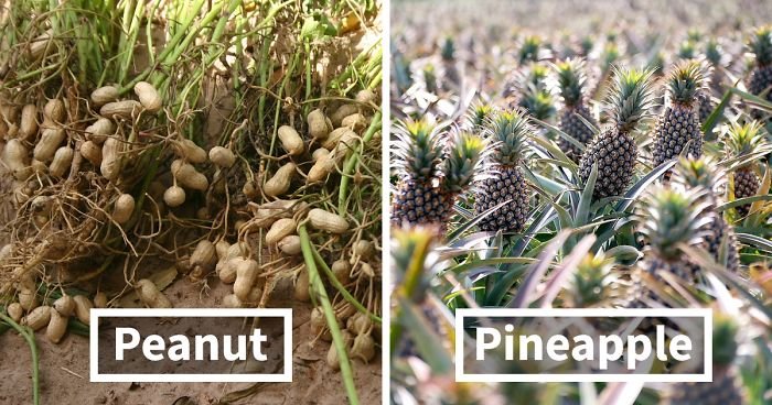 how food grow fb  700 png.jpg?resize=412,232 - 10 Astonishing Pictures That Show How Crops Are Different From Before Its Harvest