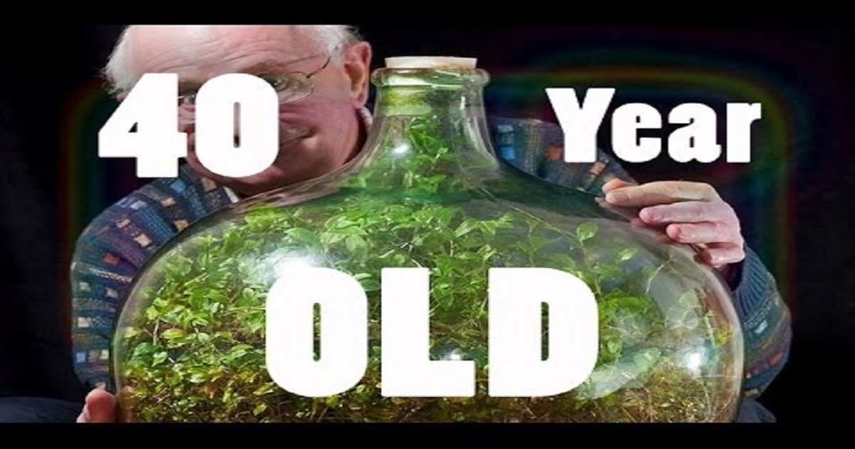 This Sealed Bottle Garden Hasn T Been Watered For Past 40 Years Hqdefault 8 Jpg Resize 648 365 This Sealed Bottle Garden Hasn T