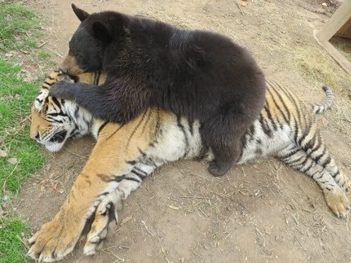 すごい クマ ライオン トラの猛獣3匹の友情 Hachibachi すごい クマ ライオン トラの猛獣3匹の友情 Hachibachi