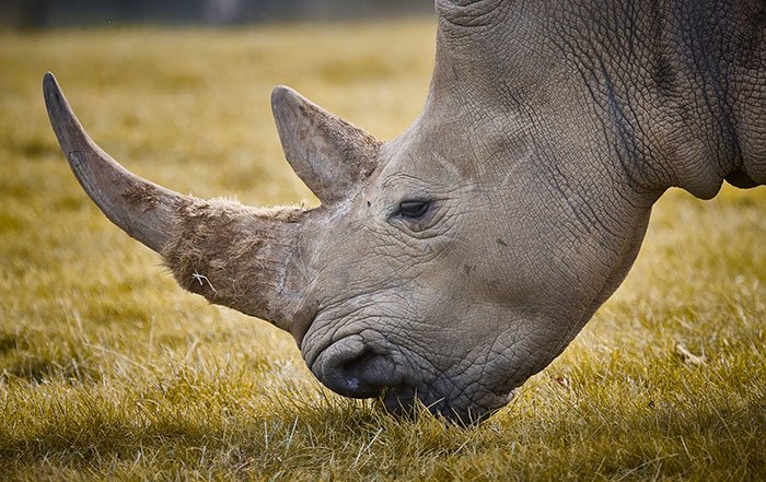 national-park-shoots-people-protects-rhinos-kaziranga-10