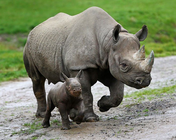 national-park-shoots-people-protects-rhinos-kaziranga-12