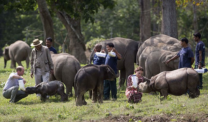 national-park-shoots-people-protects-rhinos-kaziranga-6