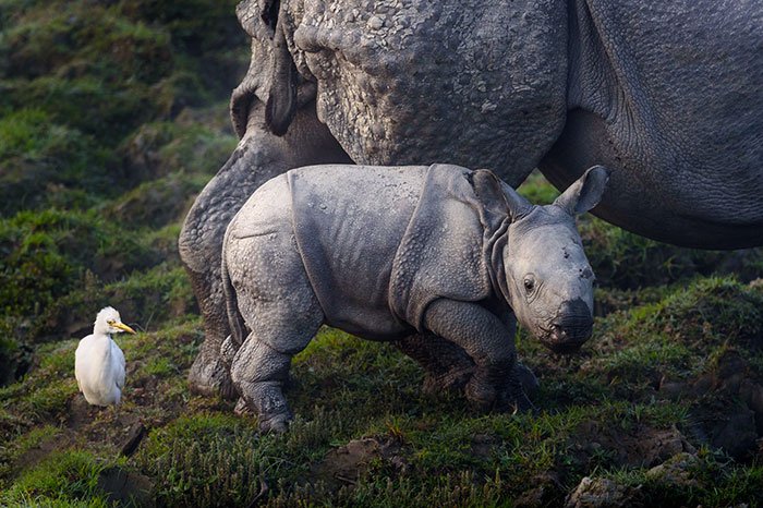 national-park-shoots-people-protects-rhinos-kaziranga-7
