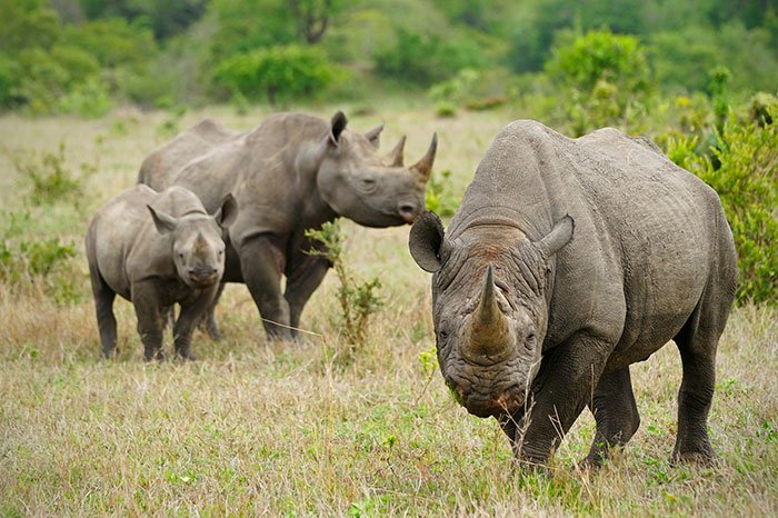 national-park-shoots-people-protects-rhinos-kaziranga-9