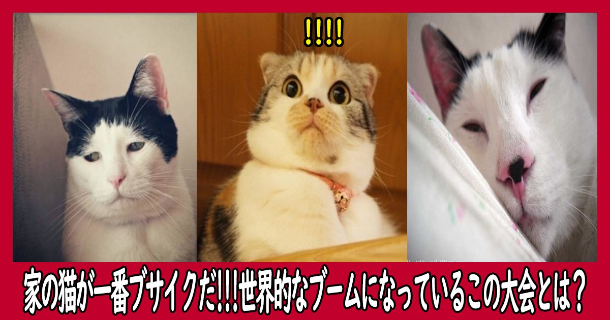 nekosyasin intro.png?resize=412,275 - 家の猫が一番ブサイクだと主張！世界的なブームになっているこの大会とは？