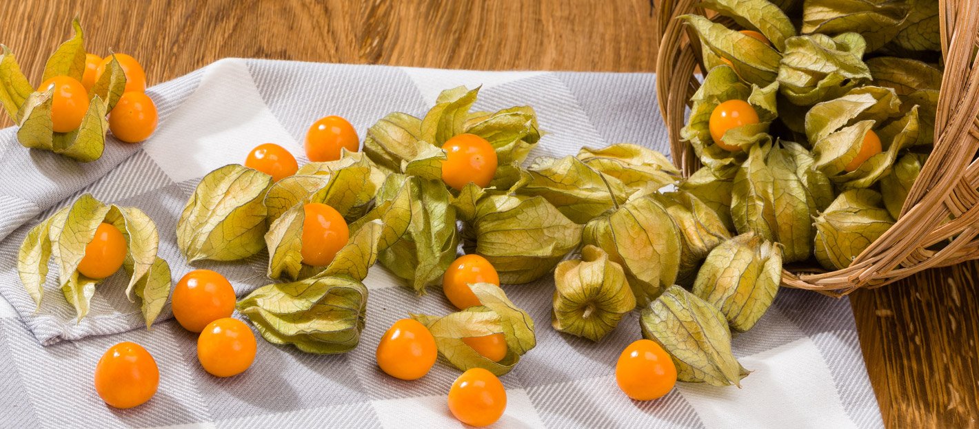 physalis_2a