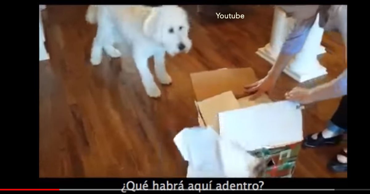 portada 40.jpg?resize=412,275 - Increíble video de un perro de la familia que recibe de regalo una nueva mascota, su felicidad ha inundado de comentarios las redes