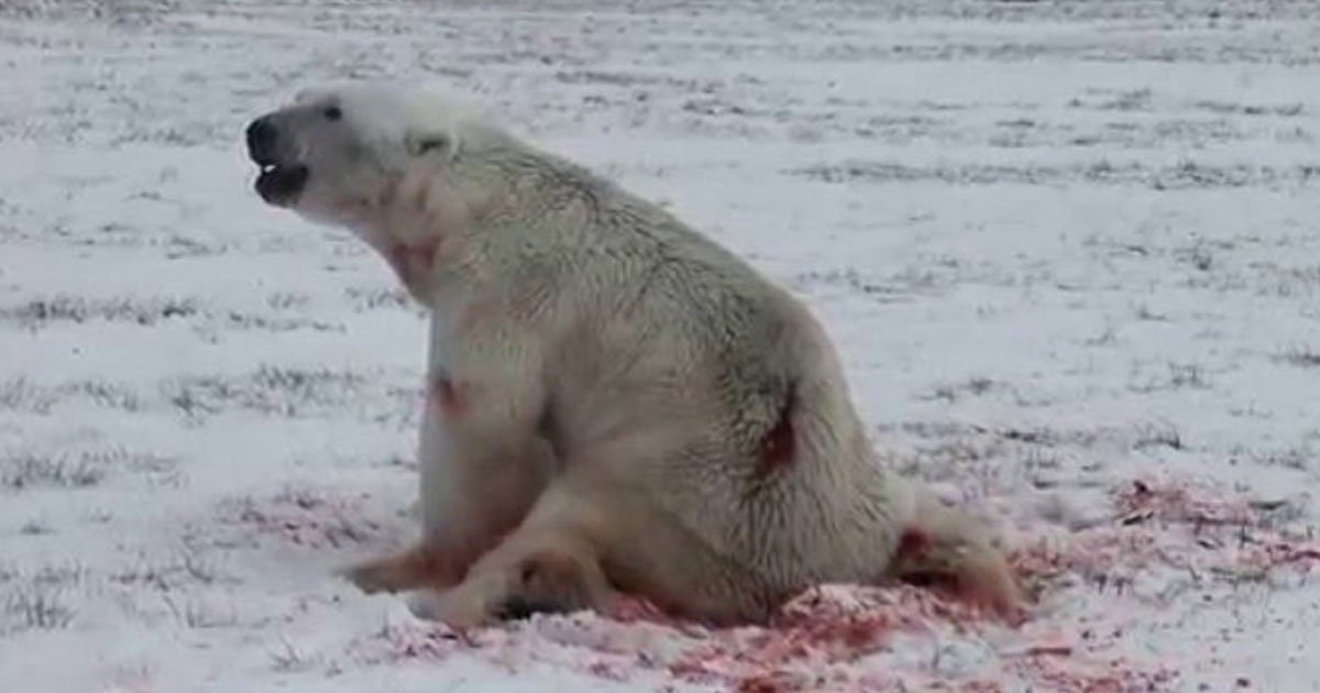 sum1 1.jpg?resize=1200,630 - 사람들이 재미로 던진 '폭죽' 때문에 북극곰은 고통에 몸부림쳤다 (영상)