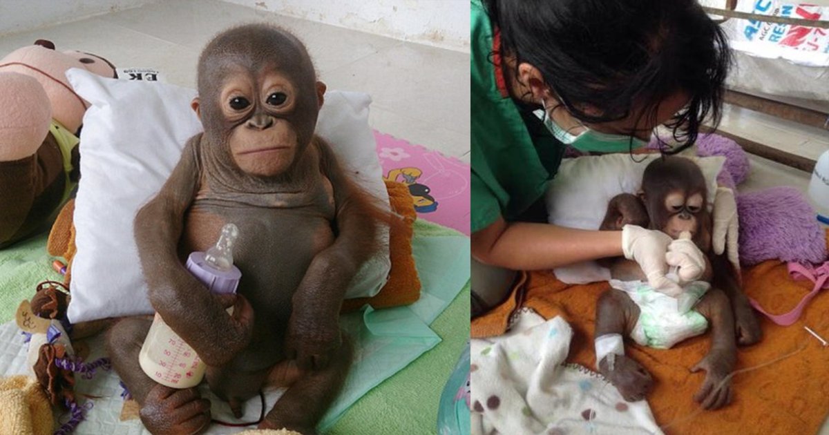 thumbnail5 1.png?resize=412,275 - Orangotango que vivia aprisionado é salvo por veterinários