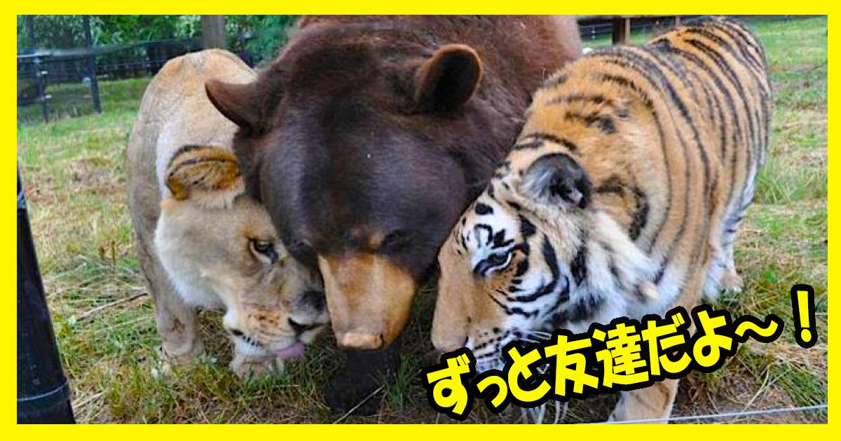tiger ttl 1.jpg?resize=412,232 - 【すごい！】クマ・ライオン・トラの猛獣3匹の友情！