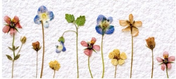 初心者向け押し花の作り方 Hachibachi 初心者向け押し花の作り方 Hachibachi