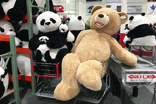大きさがスゴい コストコの くまのぬいぐるみ がいま人気 Hachibachi 大きさがスゴい コストコの くまのぬいぐるみ がいま人気 Hachibachi