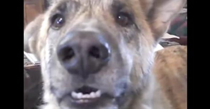 Video Of Dog Talking To Owner About Bacon 'Talking' Dog Had Sweet Reaction After Owner Told Him He Ate The Bacon