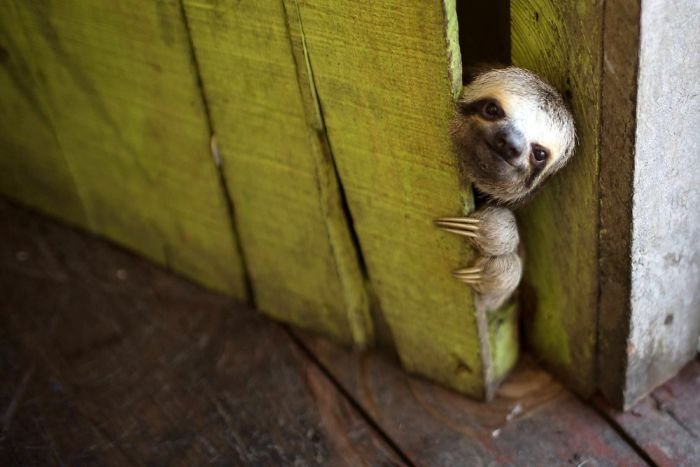 Cute sloths 301 58086516ea66c jpeg  700.jpg?resize=412,232 - 20 photos qui prouvent que le paresseux est le plus mignon des animaux