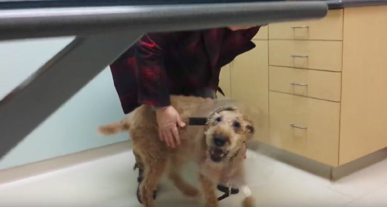 Cachorro cego recupera a visão depois de uma cirurgia ocular. 14 milhões de pessoas se apaixonaram por sua reação. Screen Shot 2017 09 08 às 14:14.04 - Cachorro cego recupera a visão depois de uma cirurgia ocular. 14 milhões de pessoas se apaixonaram por sua reação.