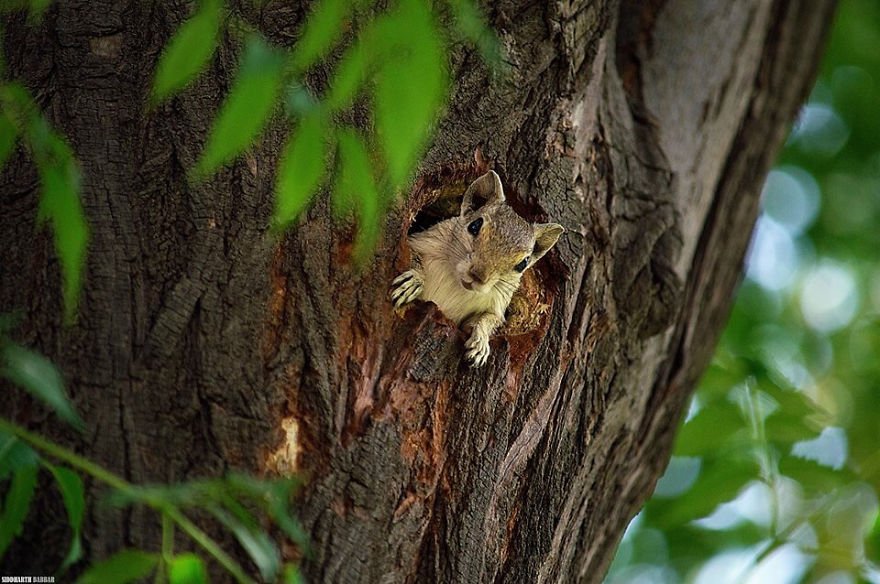 Hide And Seek With A Squirrel