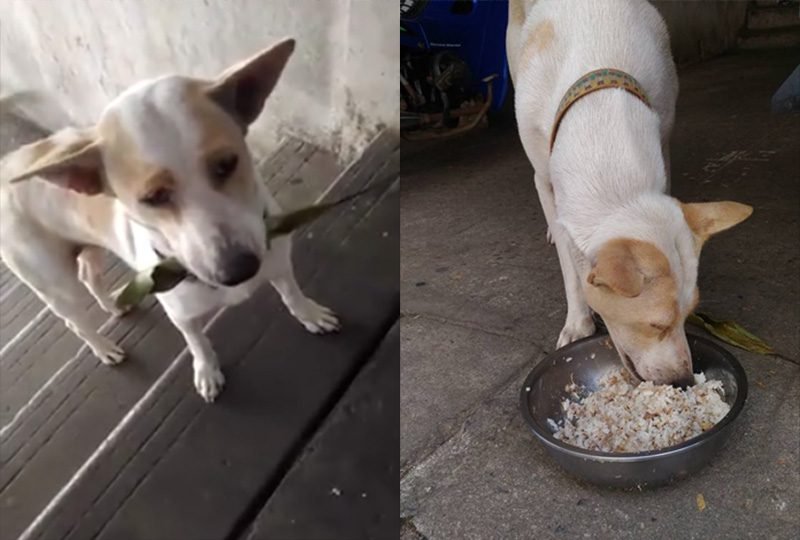 Image result for This Cute Stray Dog Daily Brings A New Gift For The Lady Who Fed Her