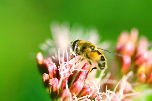 abeja-en-flores_1160-257