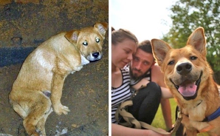 adotadog.jpg?resize=1200,630 - 15 fotos comoventes de cachorrinhos antes e depois de serem adotados