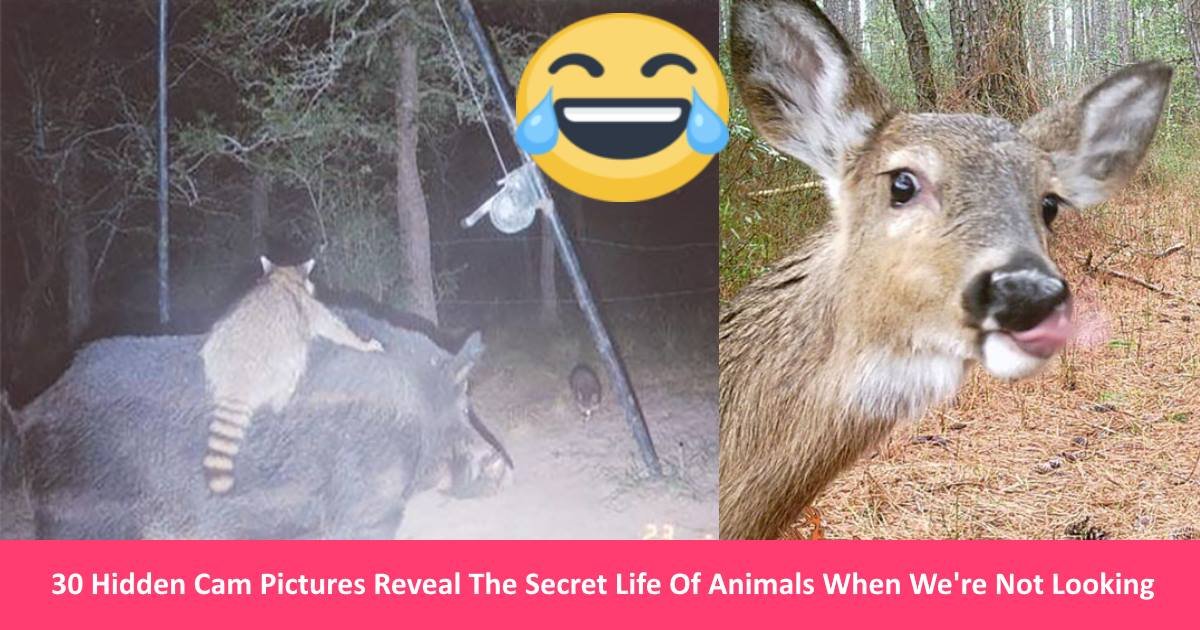 animalfun.jpg?resize=412,232 - 30 Hidden Cam Pictures Reveal The Secret Life Of Animals When We're Not Looking