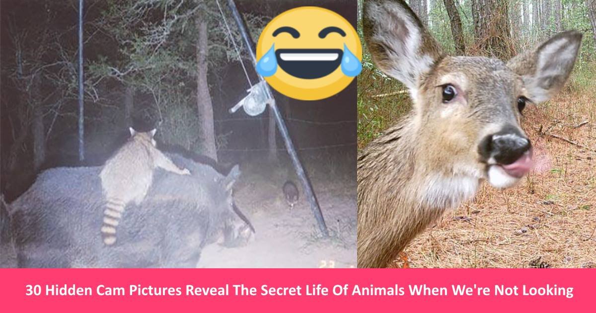 animalfun.jpg?resize=412,275 - 30 Hidden Cam Pictures Reveal The Secret Life Of Animals When We're Not Looking