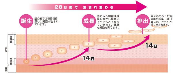 肌　ターンオーバー에 대한 이미지 검색결과