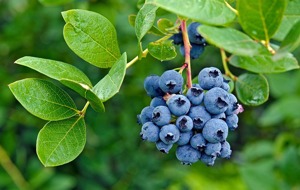blueberrybush_1000
