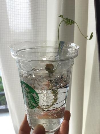 水耕栽培