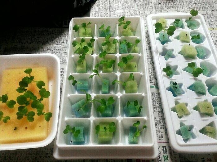 水耕栽培