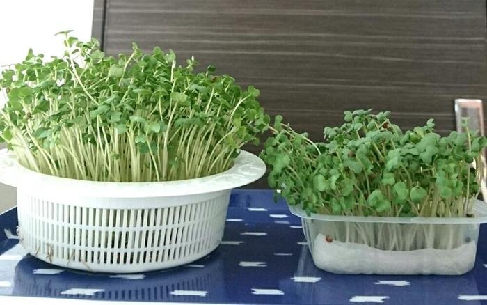 水耕栽培