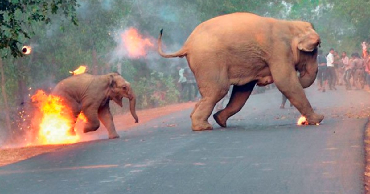 cover 15.jpg?resize=412,232 - Un fotógrafo publica una aterradora imagen de personas prendiendo fuego a elefantes en la India