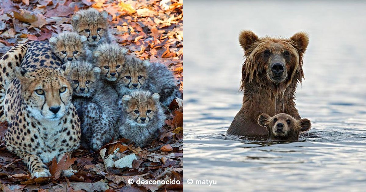 cover 32.jpg?resize=412,232 - Estas 18 imágenes de animales con sus crías te encantarán, el amor de padres es fabuloso