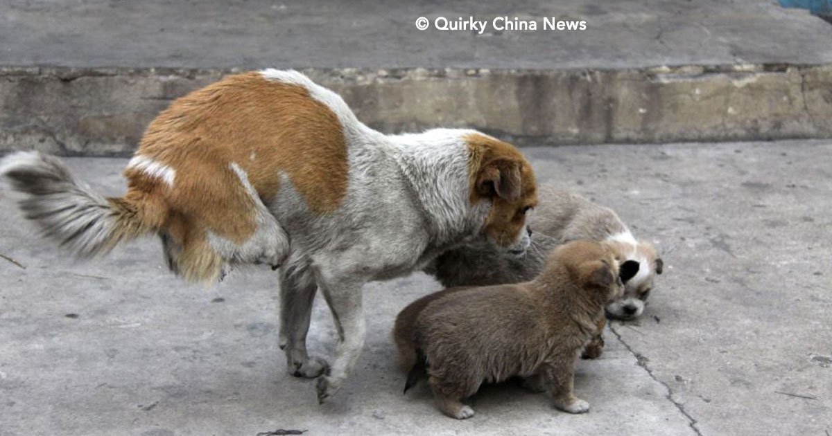 cover 7.jpg?resize=412,232 - Esta perrita  pesar de tener sólo dos patas, cuidó a sus cachorros como la mejor madre, ¡Es increíble!