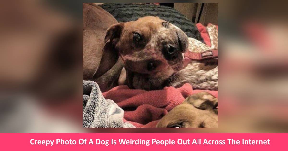 Creepy Photo Of A Dog Is Weirding People Out All Across The Internet - Small Joys