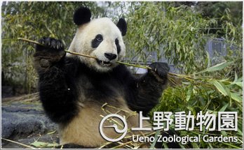 上野動物園에 대한 이미지 검색결과
