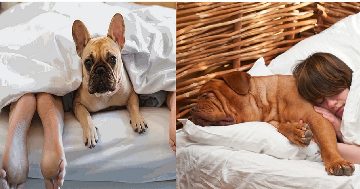 dogs sleep in bed feature.jpg?resize=1200,630 - Confira os benefícios que deixar seu cachorro dormir em sua cama traz ao seu corpo e sua mente!