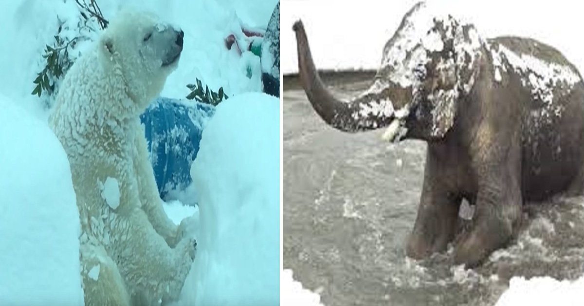 ec8db8eb84ac12 6.jpg?fit=1024%2C538&ssl=1&strip=all - 動物園因大雪強制閉園一日，攝影機卻拍到動物們超開心玩雪畫面！